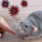 ‎Dinkes Kabupaten Bogor Imbau Warga Waspada Hantavirus dari Tikus