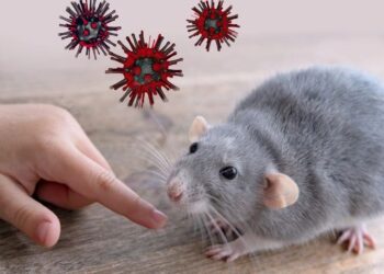 ‎Dinkes Kabupaten Bogor Imbau Warga Waspada Hantavirus dari Tikus