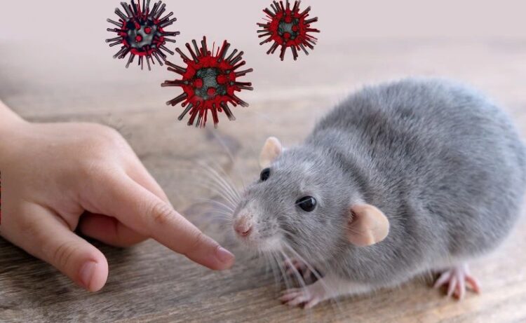 ‎Dinkes Kabupaten Bogor Imbau Warga Waspada Hantavirus dari Tikus