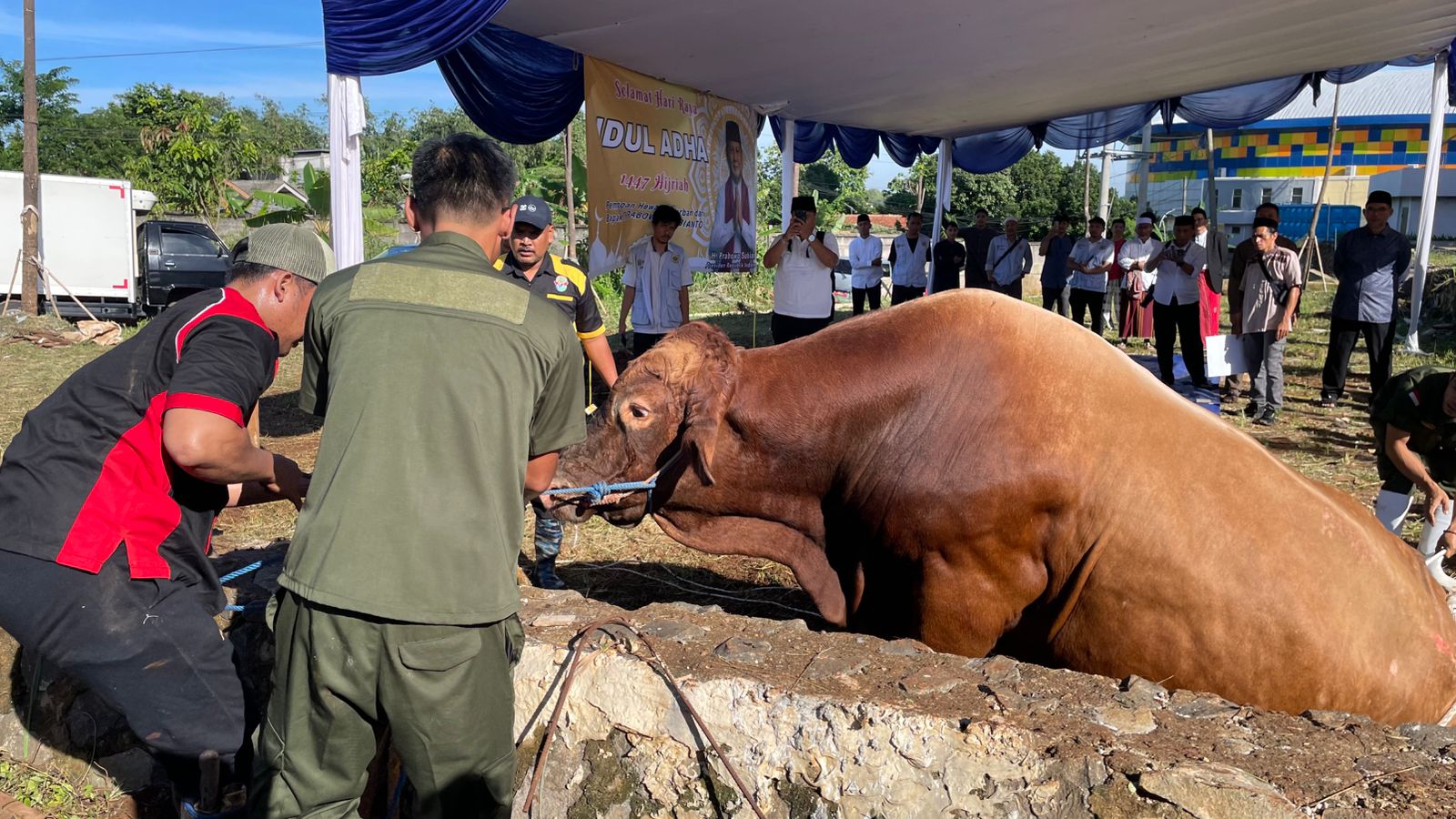 ‎Sapi Kurban Prabowo Berbobot 1,2 Ton Disembelih di Masjid Nurul Wathon