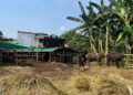 Pedagang Sapi di Cibinong Keluhkan Pasokan Pakan Sulit, 200 Lebih Sapi Terancam Kurus Jelang Idul Adha 1447 H