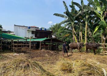 Pedagang Sapi di Cibinong Keluhkan Pasokan Pakan Sulit, 200 Lebih Sapi Terancam Kurus Jelang Idul Adha 1447 H