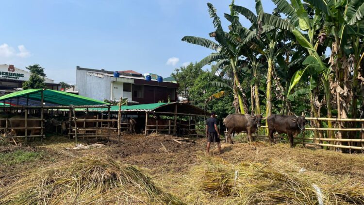 Pedagang Sapi di Cibinong Keluhkan Pasokan Pakan Sulit, 200 Lebih Sapi Terancam Kurus Jelang Idul Adha 1447 H