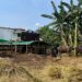 Pedagang Sapi di Cibinong Keluhkan Pasokan Pakan Sulit, 200 Lebih Sapi Terancam Kurus Jelang Idul Adha 1447 H