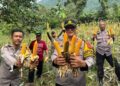 Perkuat Ketahanan Pangan, Polsek Tanjungsari Panen Raya Jagung Hibrida