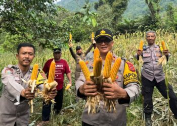 Perkuat Ketahanan Pangan, Polsek Tanjungsari Panen Raya Jagung Hibrida