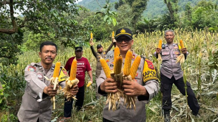 Perkuat Ketahanan Pangan, Polsek Tanjungsari Panen Raya Jagung Hibrida