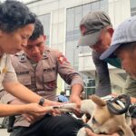 Kasus Bocah Tewas di Jasinga, Ditpolsatwa Ambil Sampel 4 Anjing untuk Uji Rabies