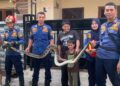 ‎Ular Masuk Rumah di Bojonggede, Damkar Evakuasi dalam 20 Menit