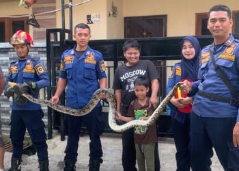 ‎Ular Masuk Rumah di Bojonggede, Damkar Evakuasi dalam 20 Menit