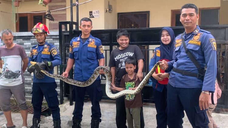Ular Masuk Rumah di Bojonggede, Damkar Evakuasi dalam 20 Menit