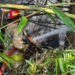 Kebakaran Lahan Limbah Pembuangan Sampah di Gunung Putri, Damkar Berjibaku Padamkan Selama 4 Jam 