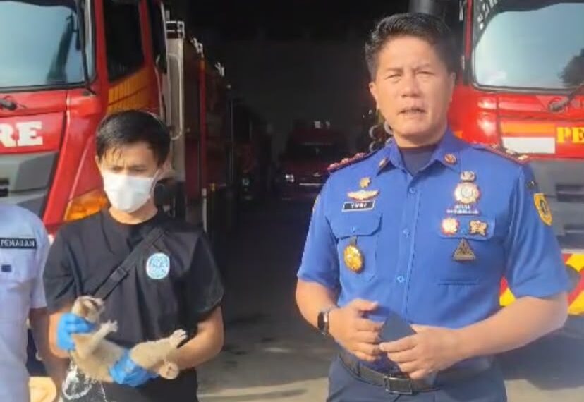 Damkar Kabupaten Bogor Evakuasi Kukang Jawa di Tanjungsari, Satwa Diserahkan ke BKSDA