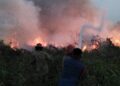 Lahan Seluas 9,7 Hektare di Cileungsi Terbakar, Damkar Berjibaku Padamkan Api