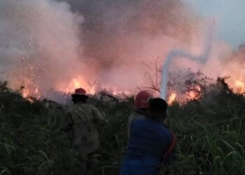 Dampak Kemarau Panjang, Kebakaran Lahan di Kabupaten Bogor Tembus 139 Kejadian 