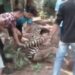 Kepergok Hendak Curi Mesin Pompa Air, Seorang Pria Babak Belur di Wanaherang