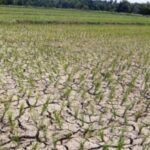 Kemarau Panjang, Ketersediaan Air Petani Cariu Jadi Sorotan DPRD Jawa Barat