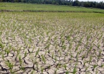 Kemarau Panjang, Ketersediaan Air Petani Cariu Jadi Sorotan DPRD Jawa Barat