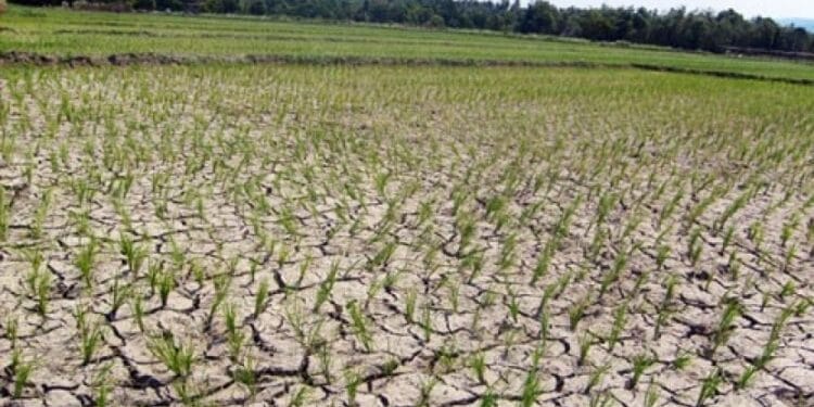 Kemarau Panjang, Ketersediaan Air Petani Cariu Jadi Sorotan DPRD Jawa Barat