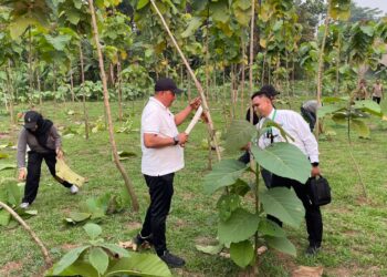 Fokus Penghijauan, Pemkab Bogor Perluas Hutan Kota hingga 220 Hektare