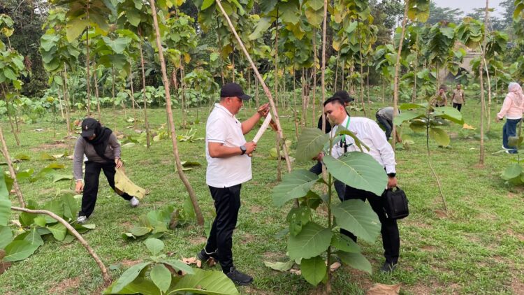 Fokus Penghijauan, Pemkab Bogor Perluas Hutan Kota hingga 220 Hektare